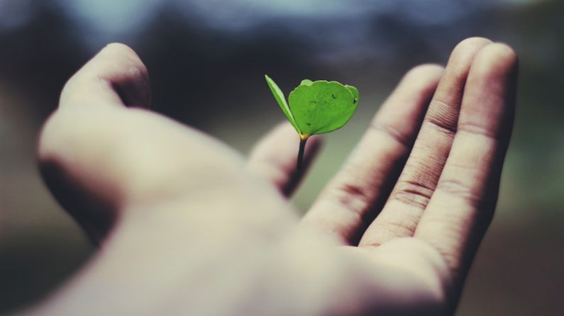 Personal Growth - floating green leaf plant on person's hand