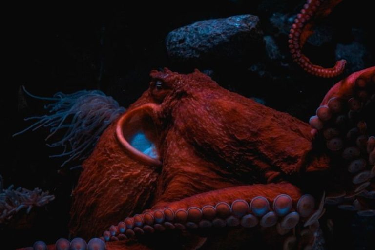 Sea Monsters and Myths: Stories from the Deep