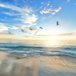 Ocean Tide - five birds flying on the sea