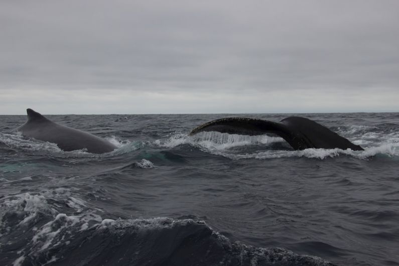 Marine Preservation - two humpbacks swimming in the ocean on a cloudy day