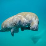 Marine Biosecurity - Mother manatee and calf swimming