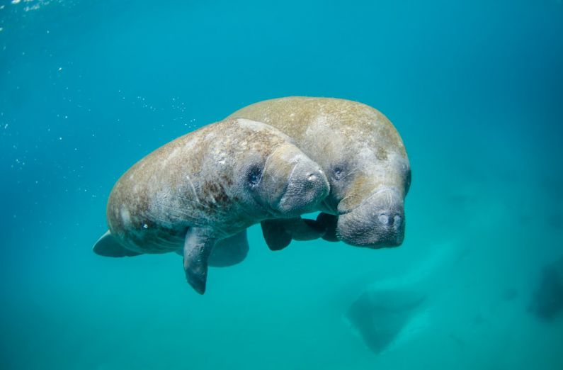 Marine Biosecurity - Mother manatee and calf swimming