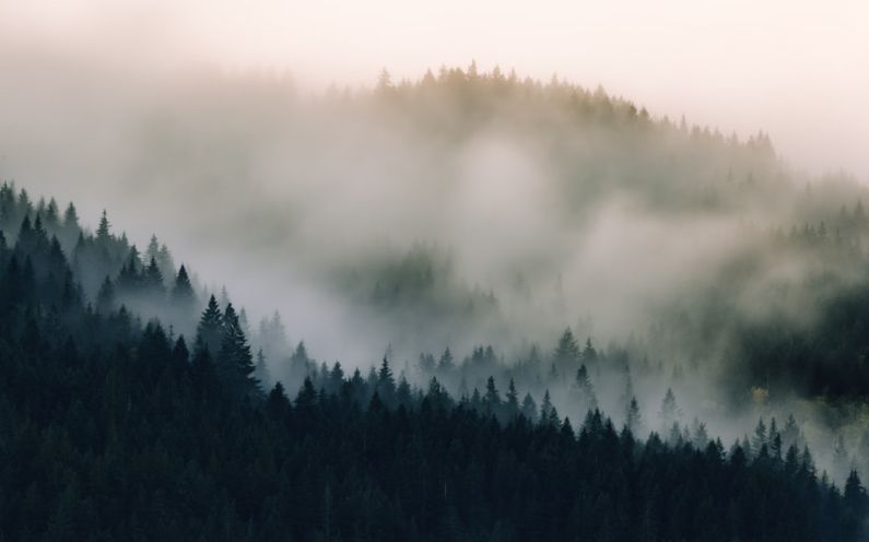 Pacific Northwest - forest covered with fogs